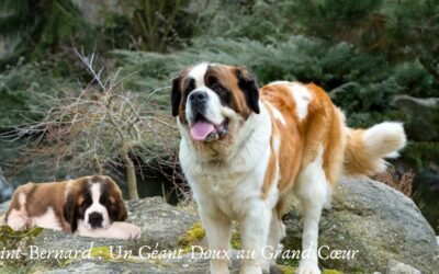 Le Saint-Bernard Un Géant Doux au Grand Cœur