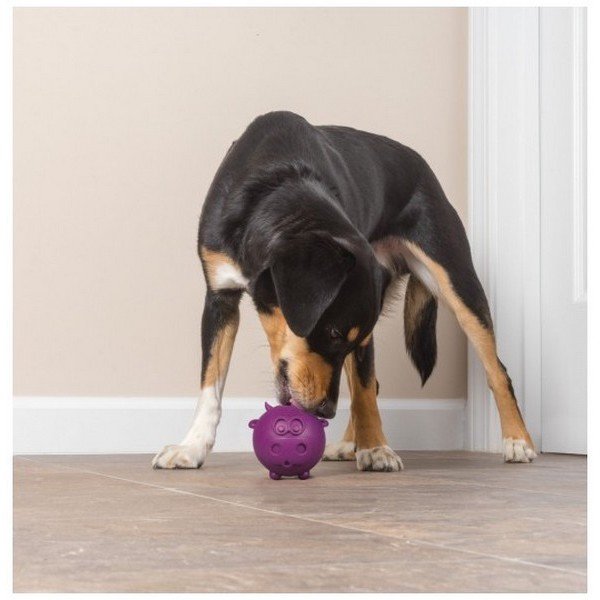Busy Buddy Cow Wow Moyen Grand Chien 3 Ezoo Shop