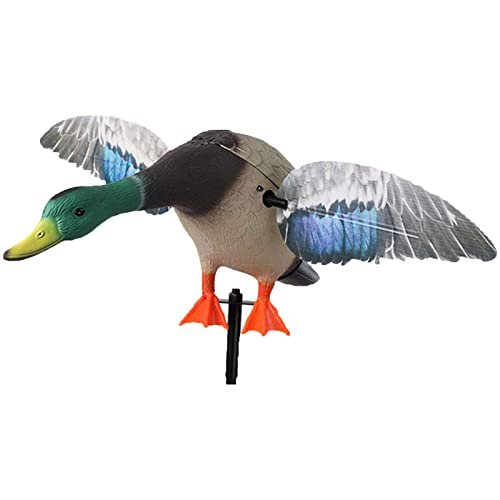 Canetons Canard En Mouvement Varadomo 8