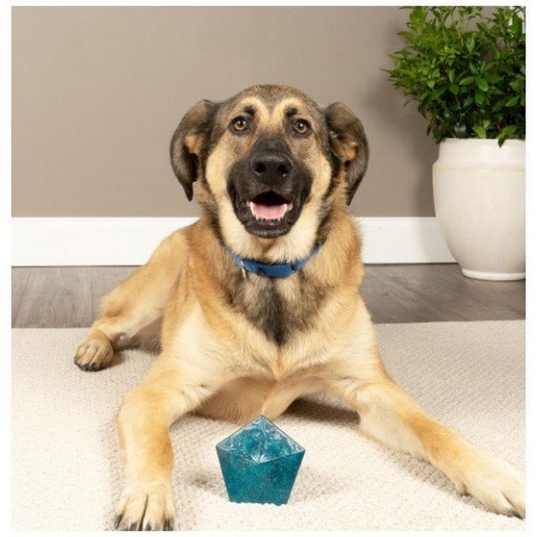 Jouet A Friandises De Forme Circulaire Pour Chien Jewel Pop 1 Ezoo Shop