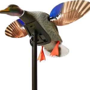 Mini Canard Colvert Pour La Chasse Au Canard Mojo