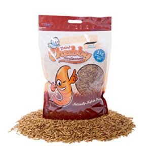 Vers De Farine Chubby Mealworms 9