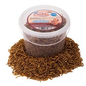 Vers De Farine Seches Mealworms 6