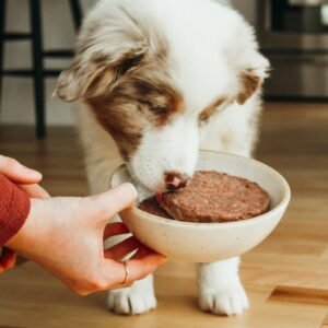 Alimentation naturelle pour chien
