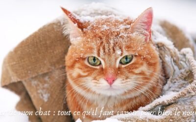 L’hiver de mon chat : tout ce qu’il faut savoir pour bien le nourrir