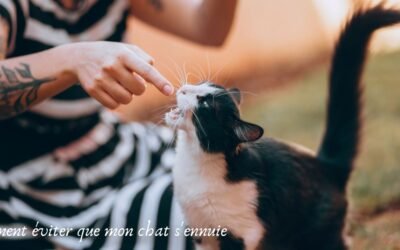 Comment éviter que mon chat s’ennuie ?