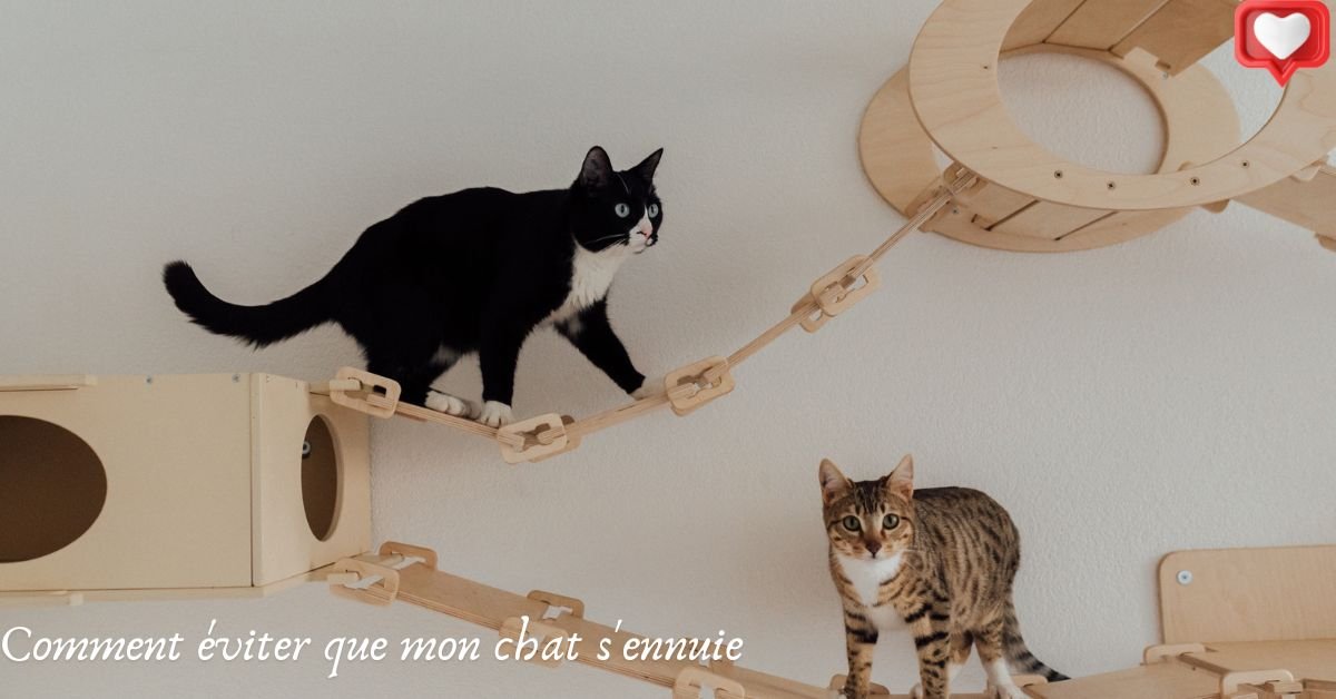 Comment éviter que mon chat s'ennuie ?