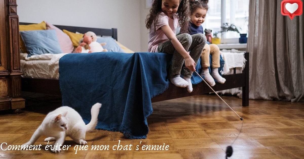 Comment éviter que mon chat s'ennuie ?