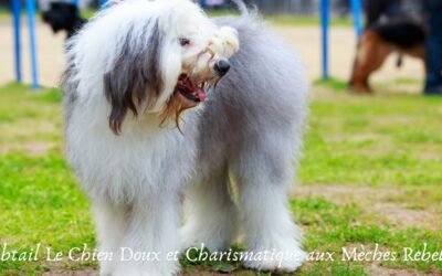 Le Bobtail Le Chien Doux et Charismatique aux Mèches Rebelles