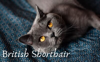 Le British Shorthair : Un Félin au Charme Envoûtant