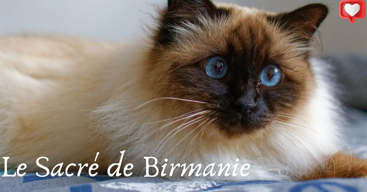 Le Sacré de Birmanie : Gardien des Temples et Compagnon Doux