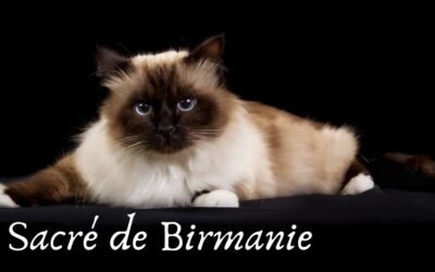 Le Sacré de Birmanie : Gardien des Temples et Compagnon Doux