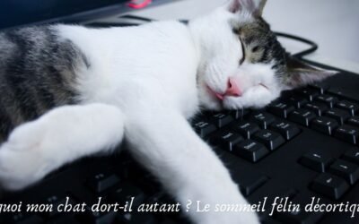 Pourquoi mon chat dort-il autant ? Le sommeil félin décortiqué