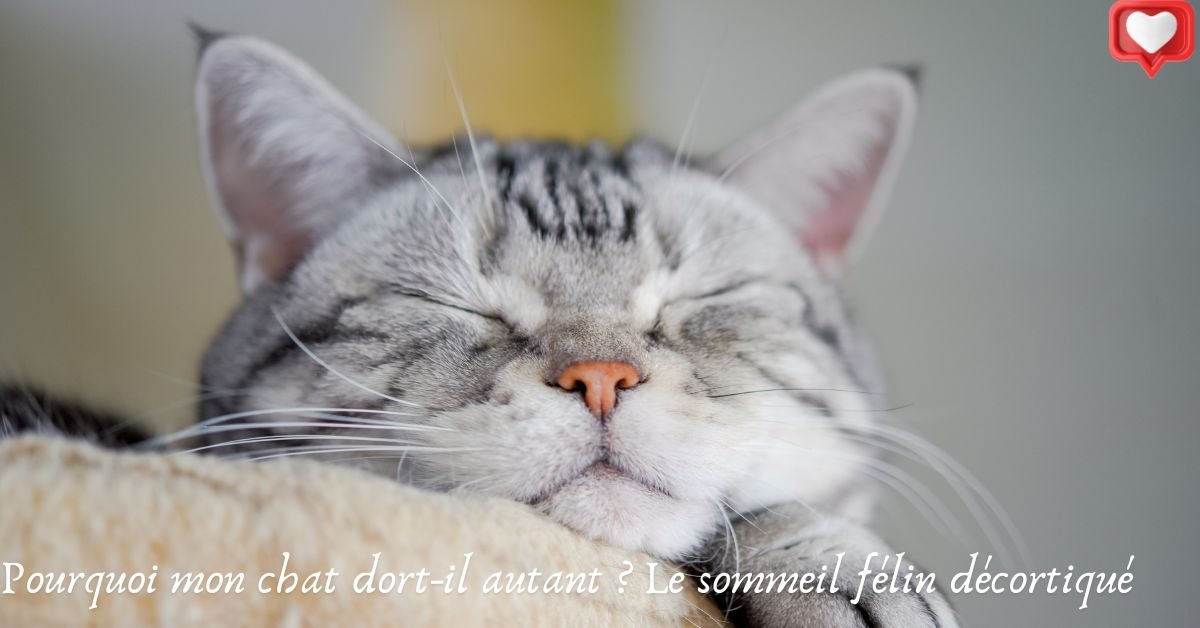 Pourquoi mon chat dort-il autant ? Le sommeil félin décortiqué