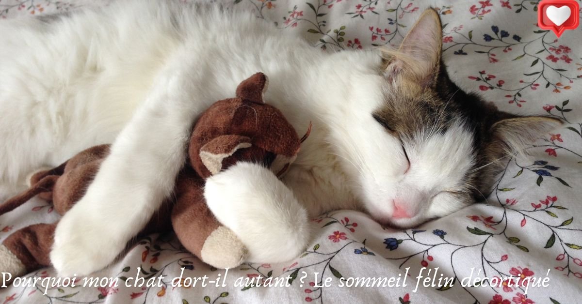 Pourquoi mon chat dort-il autant ? Le sommeil félin décortiqué